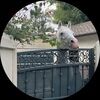 tres_leches7